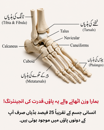 انسانی پاؤں کے حیرت انگیز حقائق | صحت مند زندگی کی بنیاد | Herbal4Life